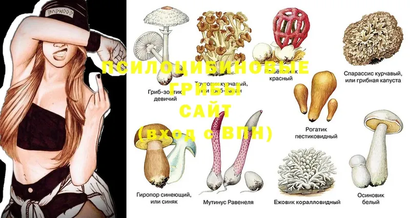 Галлюциногенные грибы Psilocybine cubensis  Шахты 